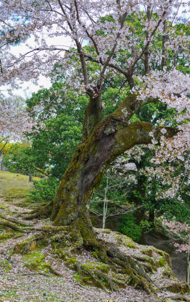 istock Cherry blossom (hanami) in Nara, Japan 1468119679