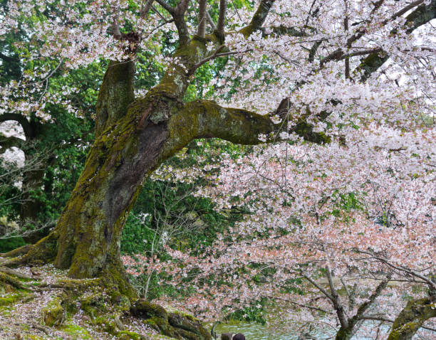 istock Cherry blossom (hanami) in Nara, Japan 1468119680