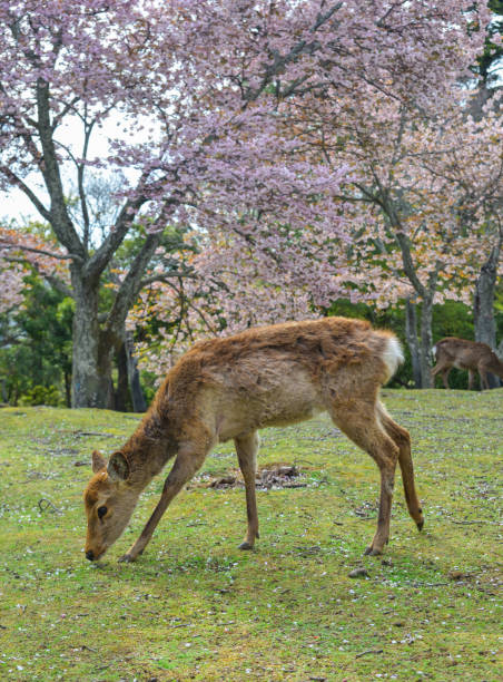 istock Deer at Nara Park (Japan) in the cherry blossom 1468120118
