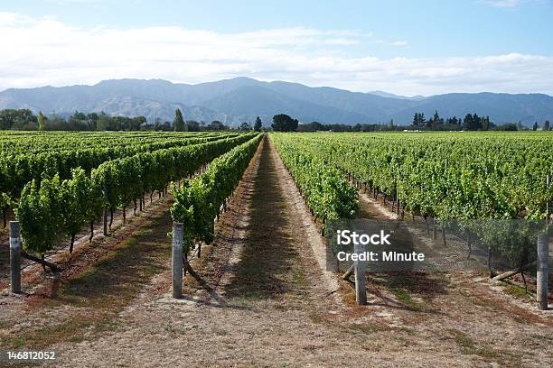 Viñedo De Marlborough Foto de stock y más banco de imágenes de Aire libre - Aire libre, Cultivo, Fila - Arreglo