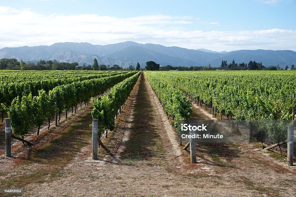 Marlborough vinhedo - Foto de stock de Colheita royalty-free