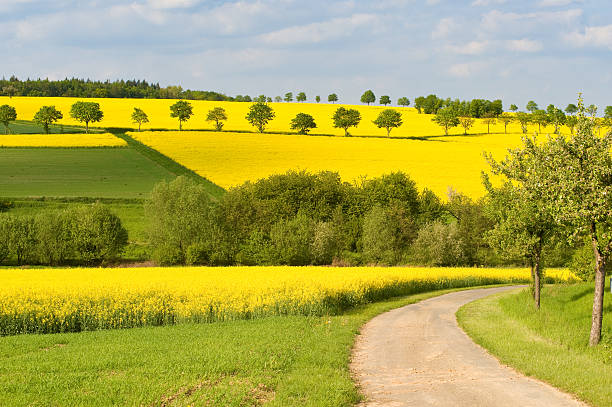 istock Blooming rape filed and trees in Hesse/Germany. 146812079
