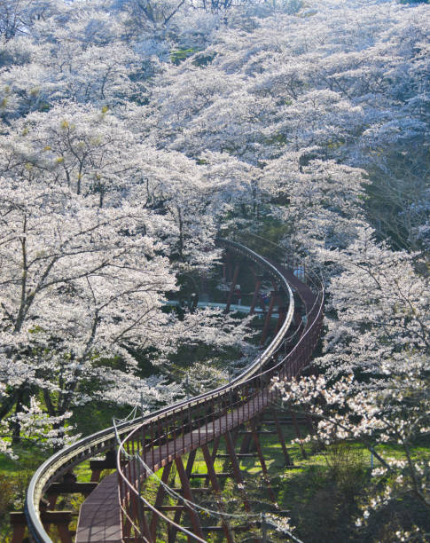 istock Cherry blossom with slope car track 1468120979