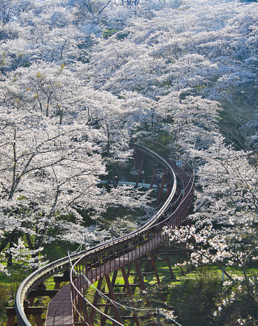 Cherry blossom with slope car track at Funaoka Castle Ruin Park in Fukushima, Japan.