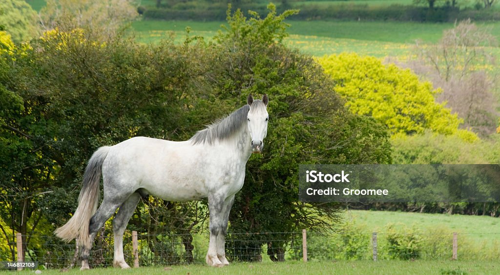 ダップル灰色の田園地帯を馬で立って英国 - イギリスのロイヤリティフリーストックフォト