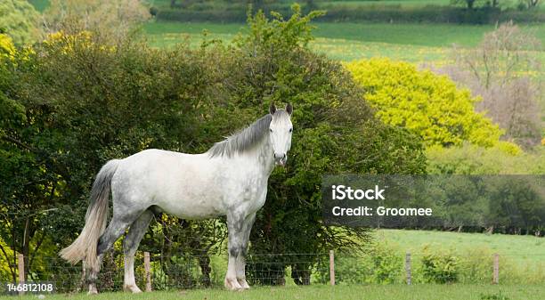 Foto de Cavalo Cinza Dapple Em Pé No Interior Da Inglaterra e mais fotos de stock de Animais Machos