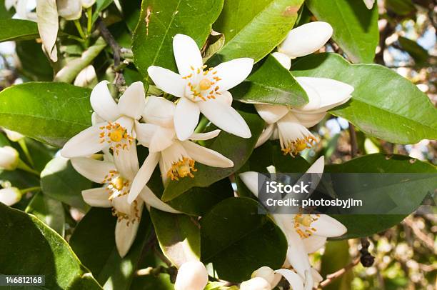 Fiori Di Arancio - Fotografie stock e altre immagini di Agricoltura - Agricoltura, Agrume, Albero