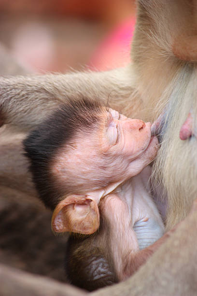 istock Baby Monkey suc up milk 146812187