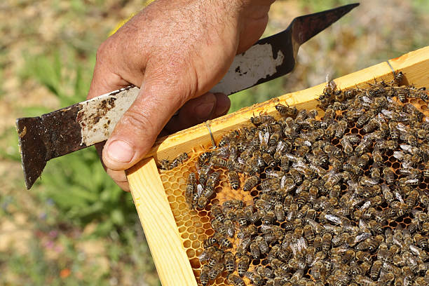 Honeycomb full of bees stock photo