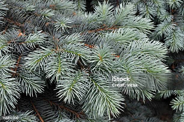 Photo libre de droit de Branche Darbre Sapin Bleu banque d'images et plus d'images libres de droit de Aiguille - Partie d'une plante - Aiguille - Partie d'une plante, Arbre, Beauté de la nature