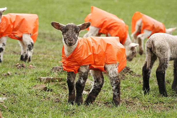 Lamb wearing a plastic coat. stock photo