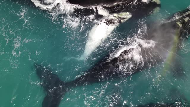 Southern Right Whales with white calf