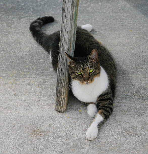 Beautiful tabby cat with green eyes stock photo