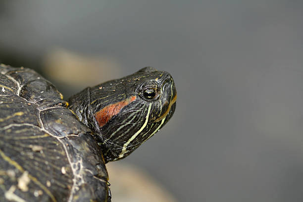 Red-eared Terrapin portrait stock photo