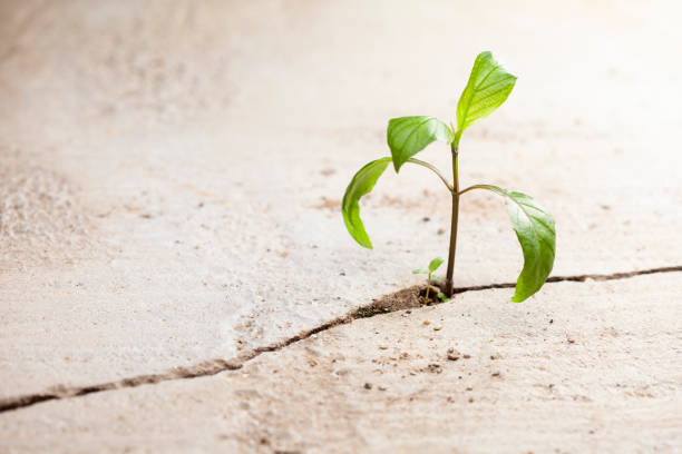 istock Young plants growing in a crack on a concrete footpath. Conquering adversity concept. 1468125184