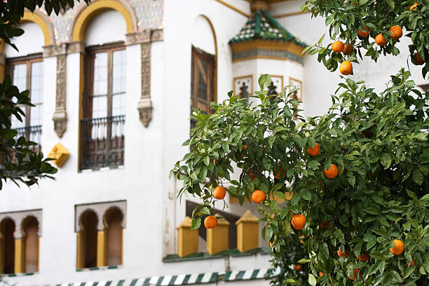 Orange tree on a street in Seville