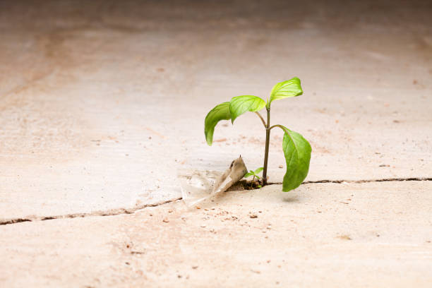 istock Young plants growing in a crack on a concrete footpath next to plastic trash. Conquering adversity concept. 1468125193