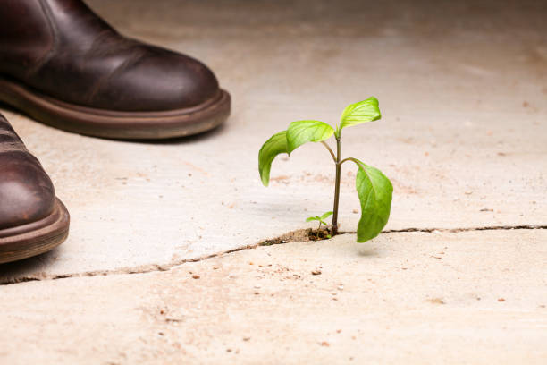 Young plants growing in a crack on a concrete footpath with someone in boots standing close by in the background. Conquering adversity concept.