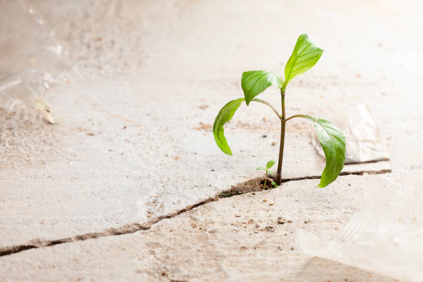 istock Young plants growing in a crack on a concrete footpath next to plastic trash. Conquering adversity concept. 1468125225