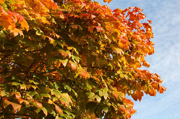 Vibrant Colored Maple Leaves stock photo