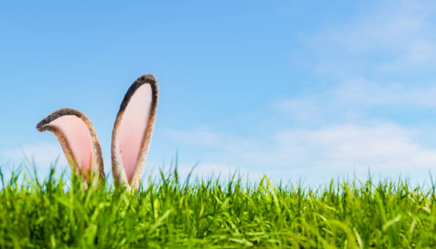 istock Bunny ears on grassy lawn in park on spring day 1468126576