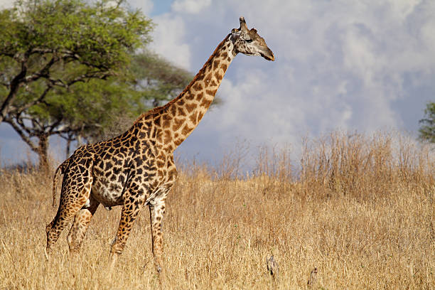 Giraffa a piedi attraverso la savanna del Serengeti - foto stock