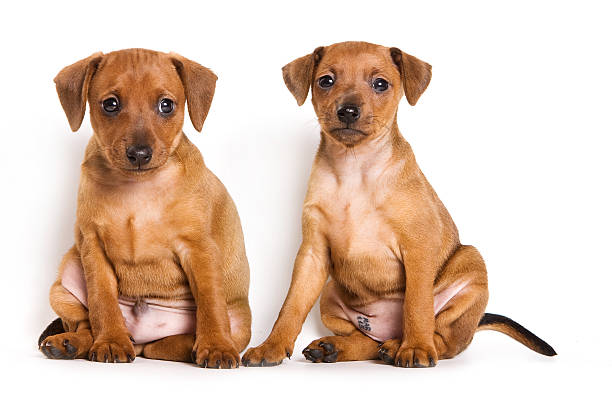 Pinscher puppy on white background stock photo