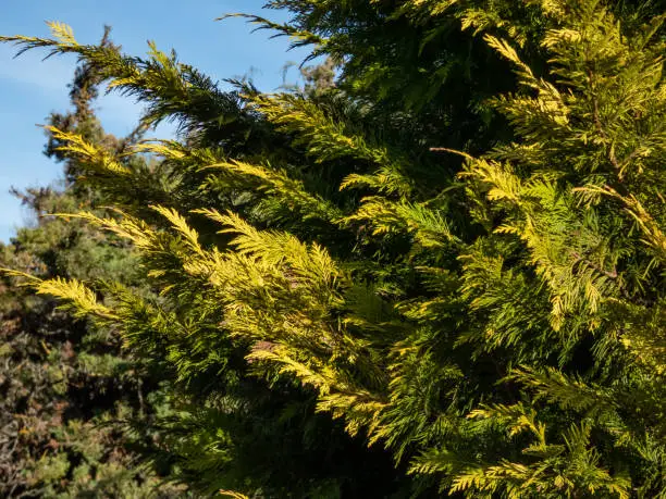 Lawson cypress (Chamaecyparis lawsoniana) 'Golden Wonder' is evergreen, coniferous tree with wide conical crown, dropping branches and hanging top, scale-like needles with bright golden-yellow foliage