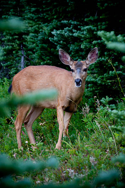 Deer surrounded by trees stock photo