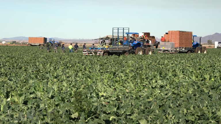 Migrant Workers in A Feild Harvesting Caulifower Near Yuma Arizona