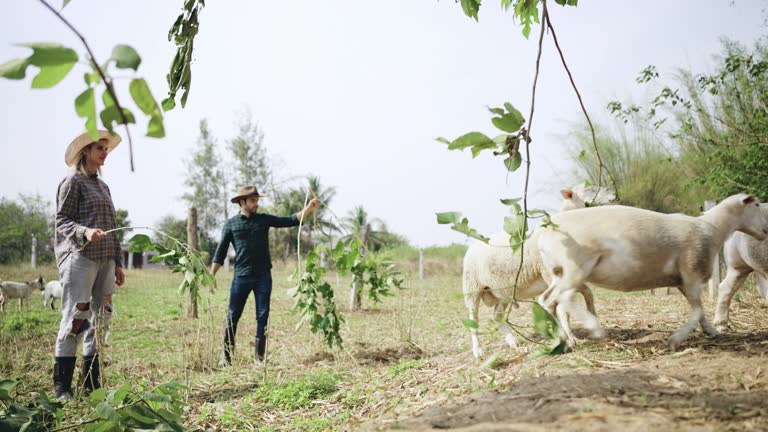 Romantic couple in the farm.