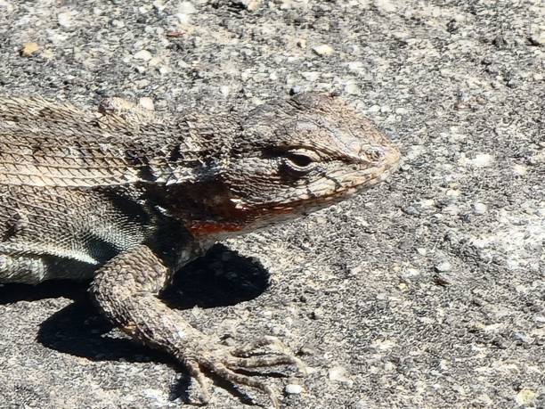 istock Wildlife in the haunted property 1468128537