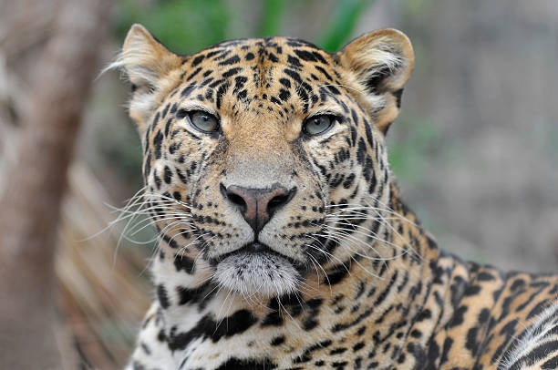 istock Portrait of Leopard 146812879