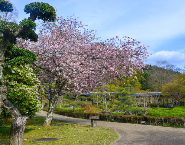 istock Cherry blossom (hanami) in Kyoto, Japan 1468128945