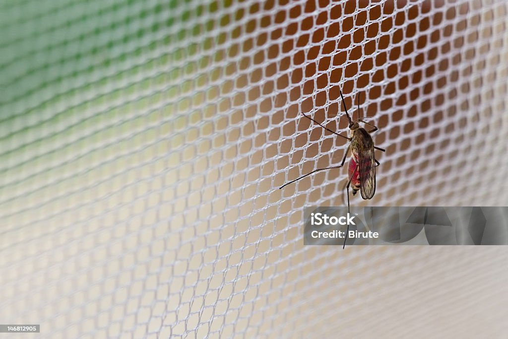 Close up of mosquito that landed on white mesh net Mosquito (Culex pipiens) with his stomach full of human blood sitting on the net Mosquito Stock Photo