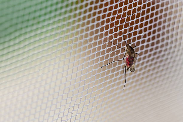 Close up of mosquito that landed on white mesh net Mosquito (Culex pipiens) with his stomach full of human blood sitting on the net mosquito filled with blood stock pictures, royalty-free photos & images
