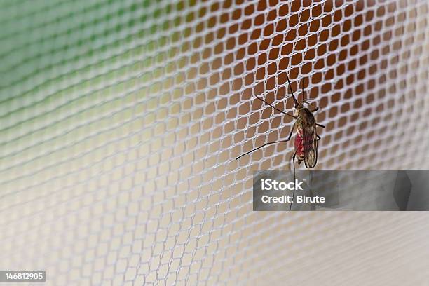 Close Up Of Mosquito That Landed On White Mesh Net Stock Photo - Download Image Now - Mosquito, Netting, Female Animal