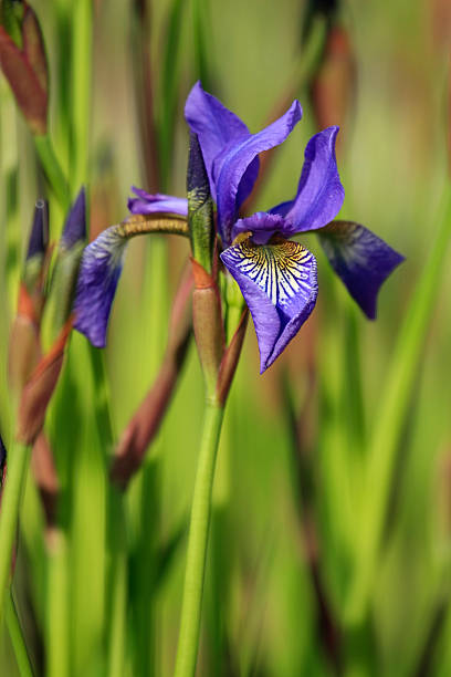 iris stock photo