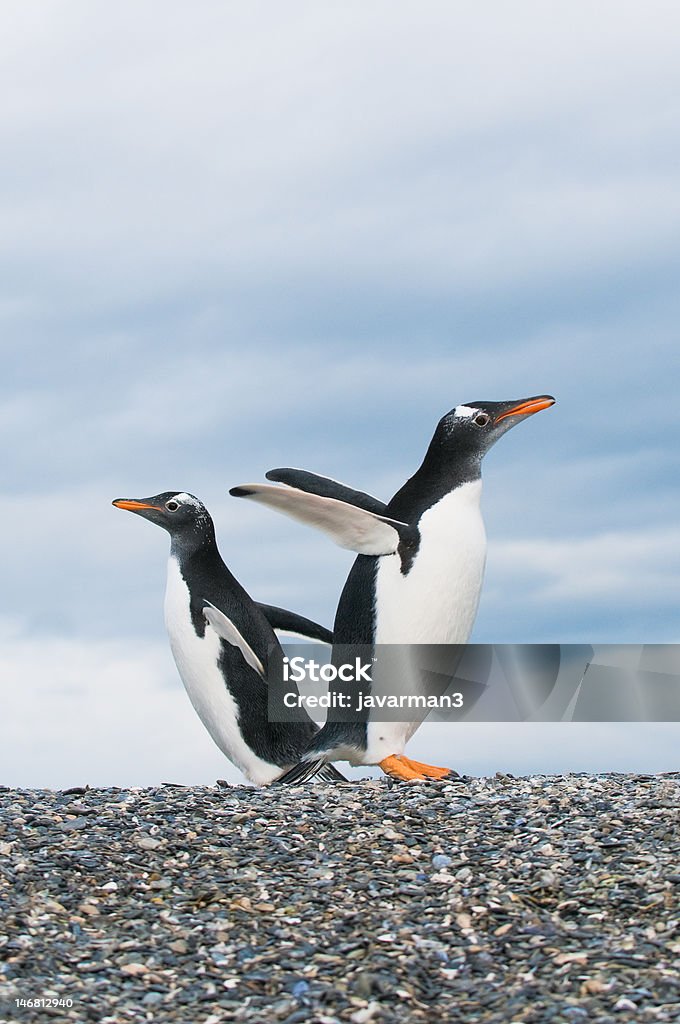 pinguins Gentoo - Royalty-free Amarelo Foto de stock