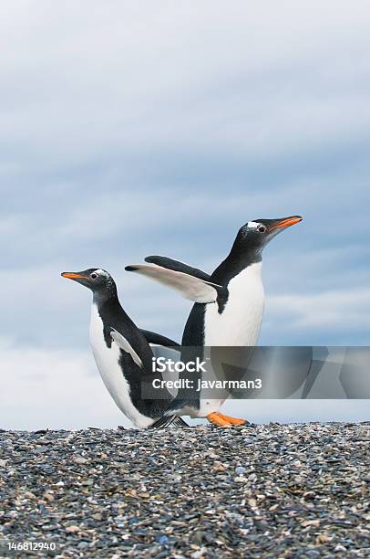 Pinguins Gentoo - Fotografias de stock e mais imagens de Amarelo - Amarelo, América do Sul, Animal