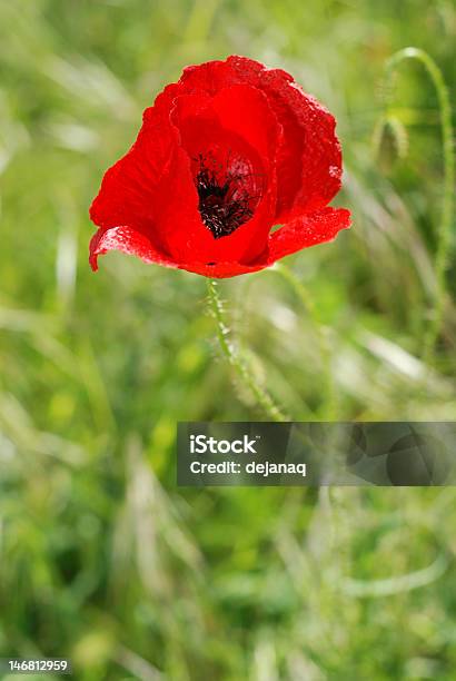 Foto de Papoula e mais fotos de stock de Beleza natural - Natureza - Beleza natural - Natureza, Cabeça da flor, Dia