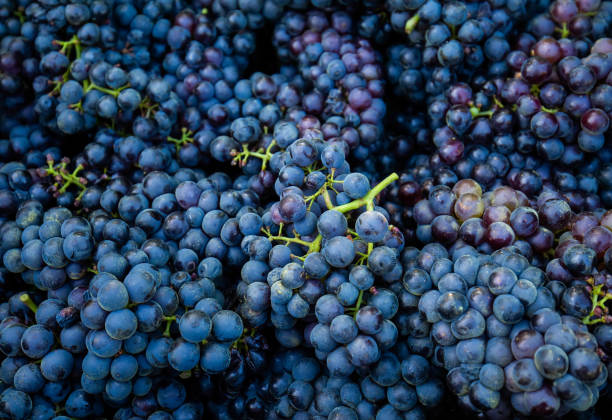 istock Bunch of grapes in crate 1468129714