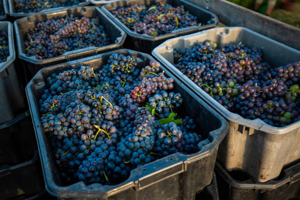 istock Bunch of grapes in crate 1468129902
