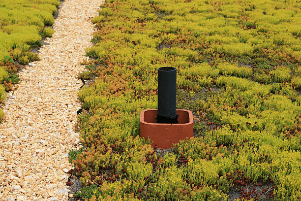 living roof detail stock photo