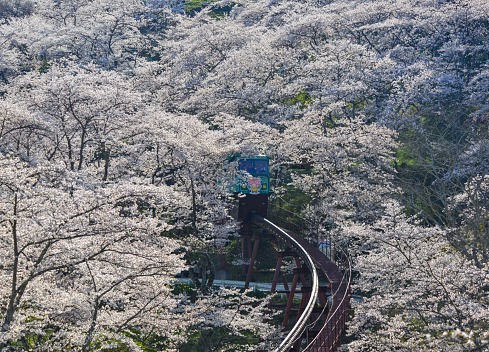 Fukushima, Japan - Apr 15, 2019. Cherry blossom with slope car track at Funaoka Castle Ruin Park in Fukushima, Japan.