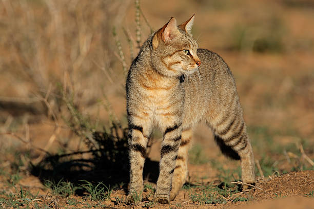 african wild cat - kalahari gemsbok national park stock-fotos und bilder