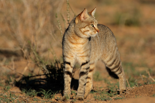 An African wild cat (Felis silvestris lybica), Kalahari desert, South Africa