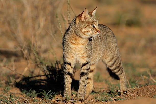 african dziki kot - kalahari gemsbok national park zdjęcia i obrazy z banku zdjęć
