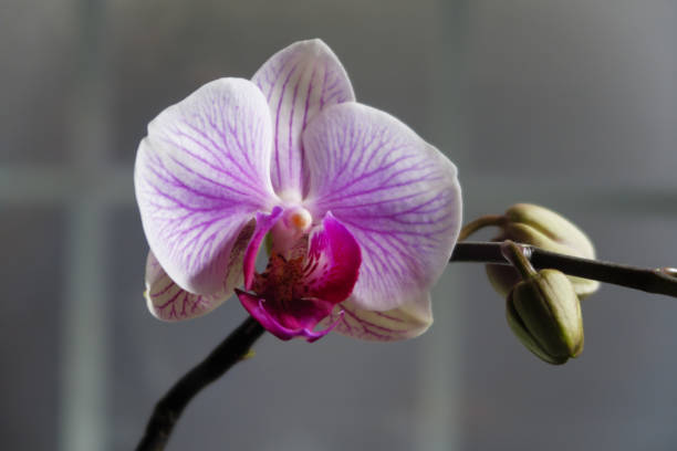 istock Purple orchid flower phalaenopsis 1468131105
