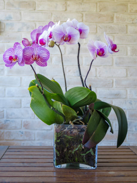 istock Purple orchid flower phalaenopsis 1468132077